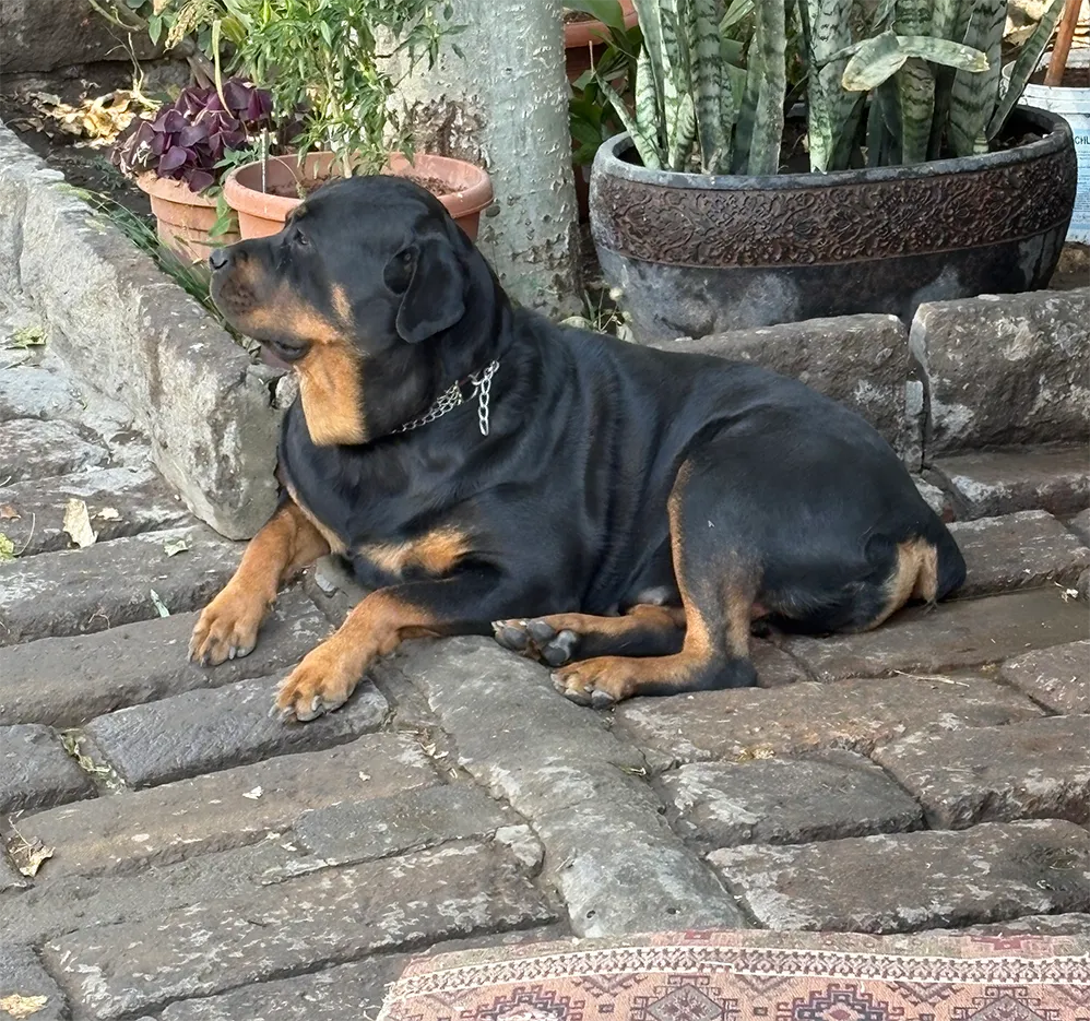 Cachorro deitado na calçada.