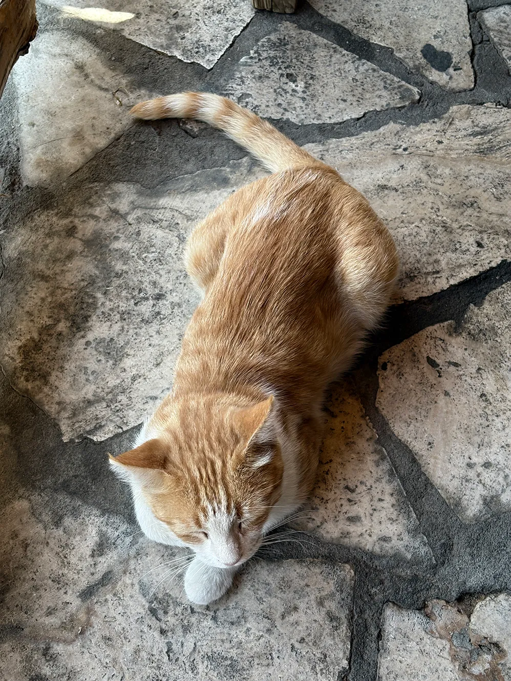 Gato deitado no chão esperando algo cair da mesa.